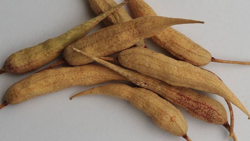 How to collect radish seeds at home: step-by-step instructions and useful tips