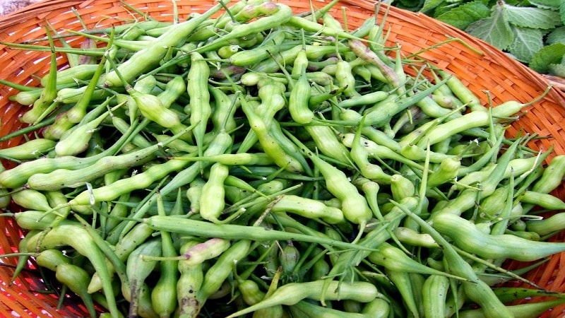 How to collect radish seeds at home: step-by-step instructions and useful tips