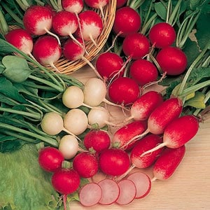How to collect radish seeds at home: step-by-step instructions and useful tips