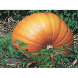We are setting yield records by growing a giant variety of pumpkin called Hundred Pumpkin on our plot.