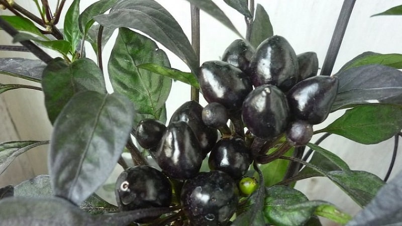 Amazing decorative pepper Black Prince: growing an exotic plant yourself