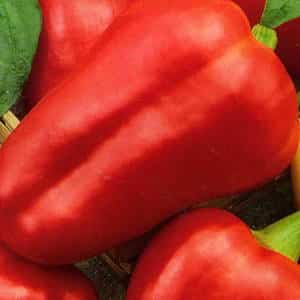 Early ripening, sweet and juicy pepper variety Red Shovel: review and growing instructions