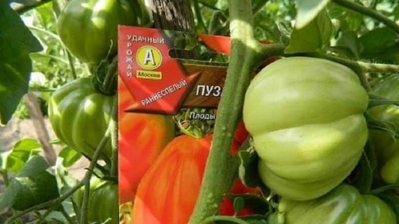 Is it worth trying to grow the Puzata Khata tomato and how it might appeal to beginners and experienced farmers