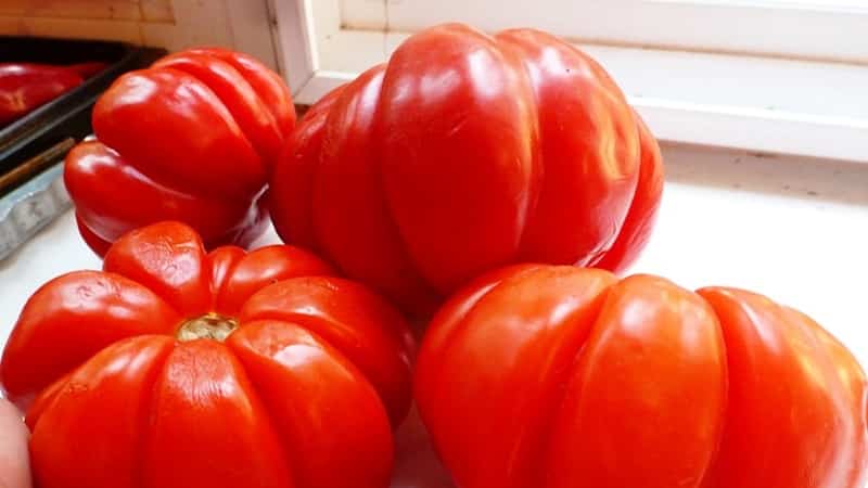 Is it worth trying to grow the Puzata Khata tomato and how it might appeal to beginners and experienced farmers