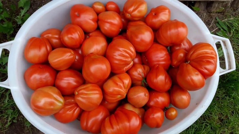 Is it worth trying to grow the Puzata Khata tomato and how it might appeal to beginners and experienced farmers