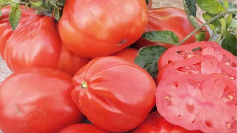 Is it worth trying to grow the Puzata Khata tomato and how it might appeal to beginners and experienced farmers