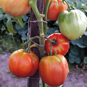 An excellent variety for fresh consumption - the Portuguese Dacosta tomato and the features of its agricultural technology