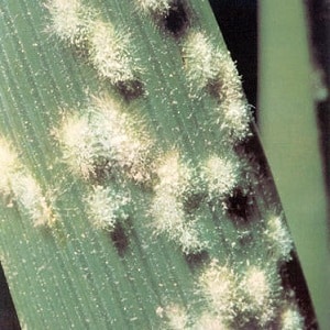 Why does powdery mildew appear on cucumbers and why is it dangerous: photos and treatment, preventive measures