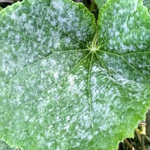 Why does powdery mildew appear on cucumbers and why is it dangerous: photos and treatment, preventive measures