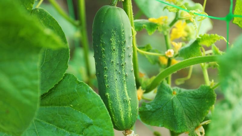 Why does powdery mildew appear on cucumbers and why is it dangerous: photos and treatment, preventive measures