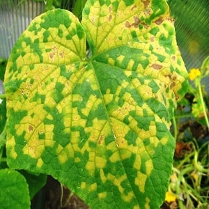 Why does powdery mildew appear on cucumbers and why is it dangerous: photos and treatment, preventive measures