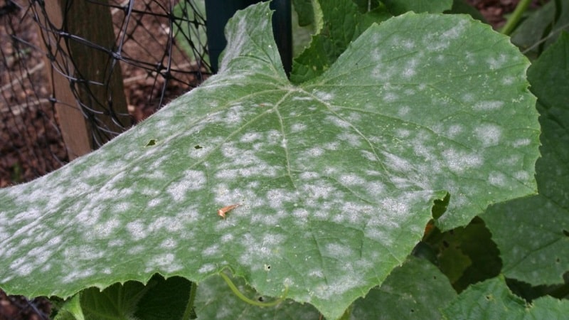 Why does powdery mildew appear on cucumbers and why is it dangerous: photos and treatment, preventive measures