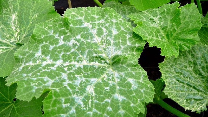 Why does powdery mildew appear on cucumbers and why is it dangerous: photos and treatment, preventive measures