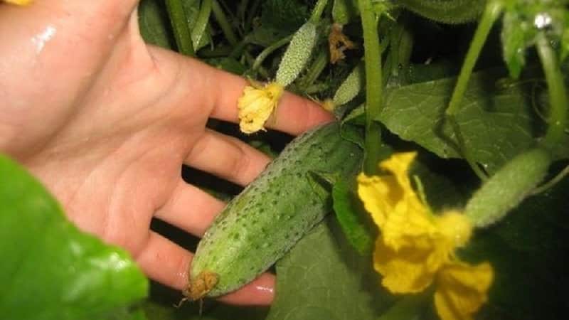 Why does powdery mildew appear on cucumbers and why is it dangerous: photos and treatment, preventive measures