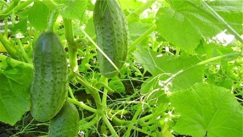 Why does powdery mildew appear on cucumbers and why is it dangerous: photos and treatment, preventive measures