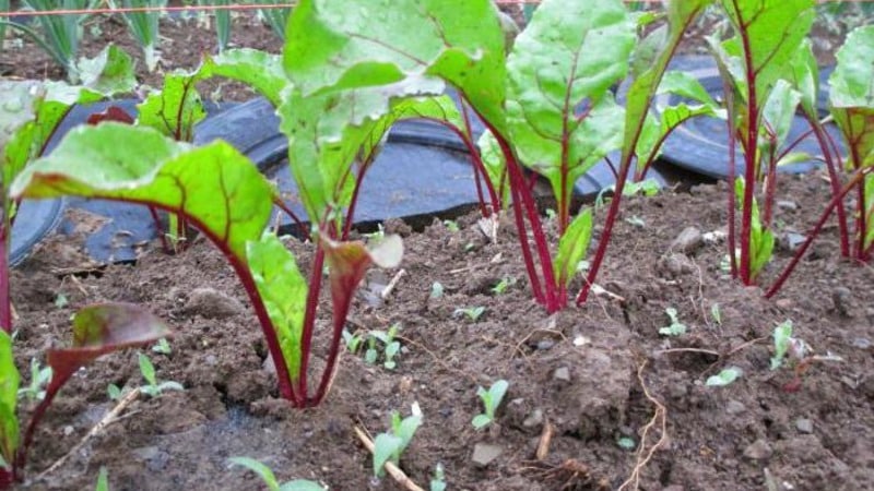High-yielding table beets Boyarynya: we grow them ourselves without much hassle