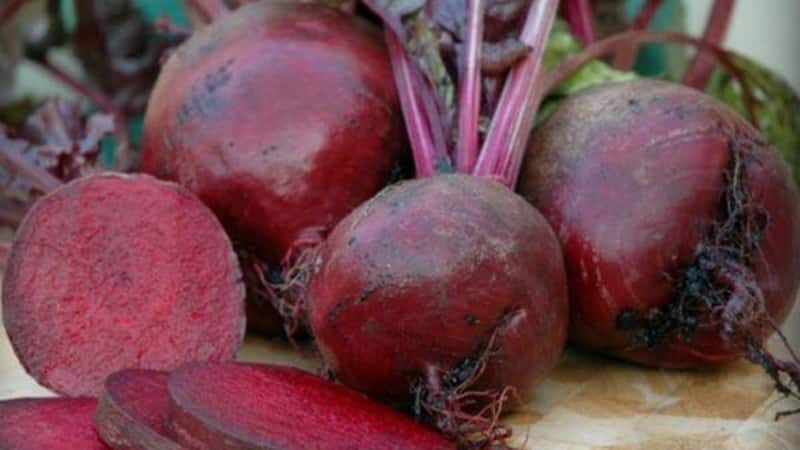 High-yielding table beets Boyarynya: we grow them ourselves without much hassle