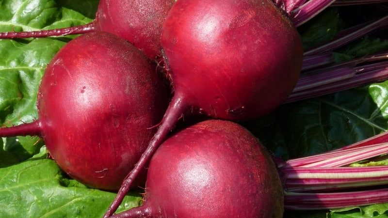 High-yielding table beets Boyarynya: we grow them ourselves without much hassle