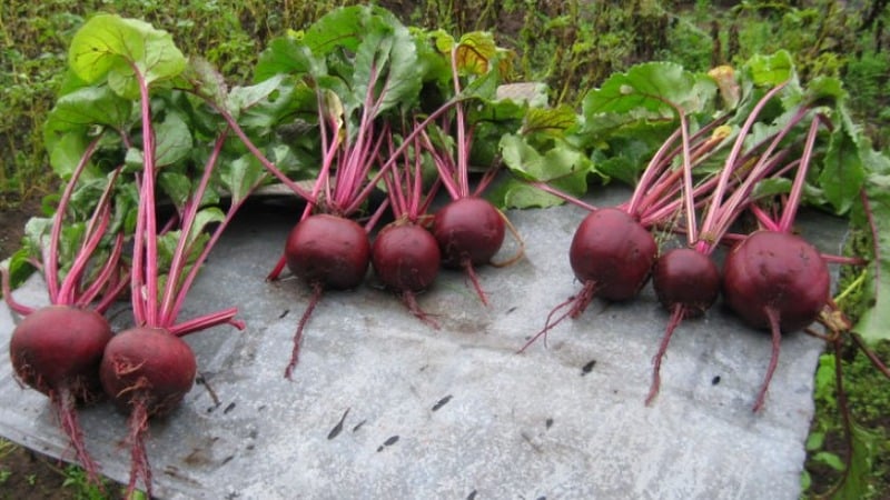 High-yielding table beets Boyarynya: we grow them ourselves without much hassle