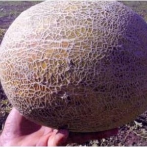 Review of the sweet and juicy melon variety Slavia