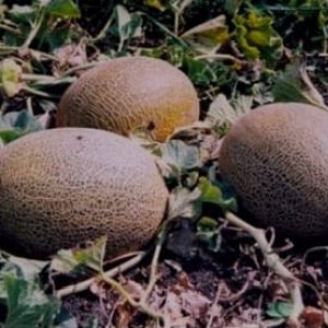 Review of the sweet and juicy melon variety Slavia