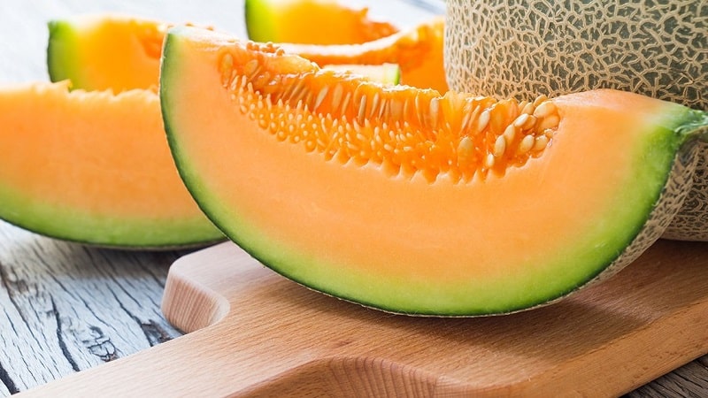 Review of the sweet and juicy melon variety Slavia