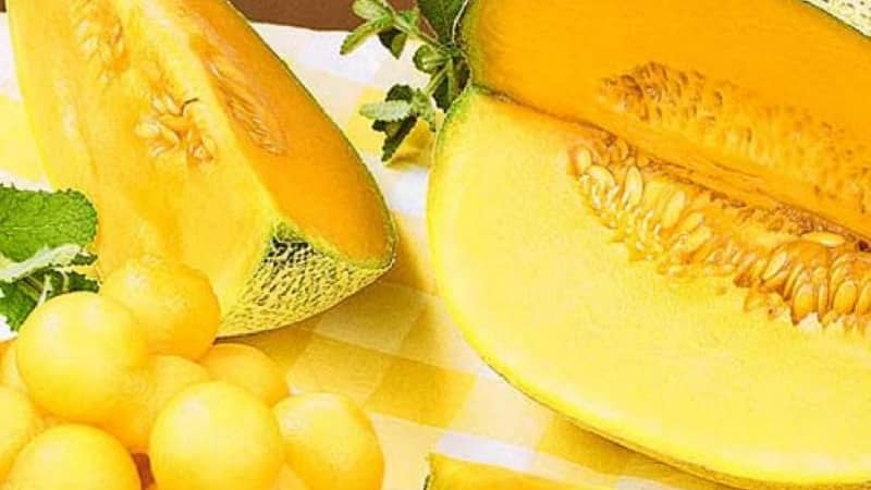 Review of the sweet and juicy melon variety Slavia