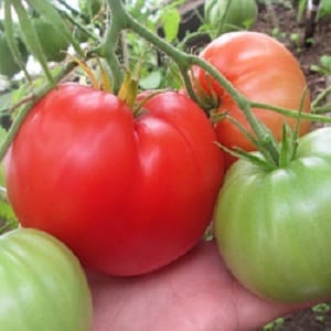 Salad variety with fleshy pulp - Raspberry Dawn tomato