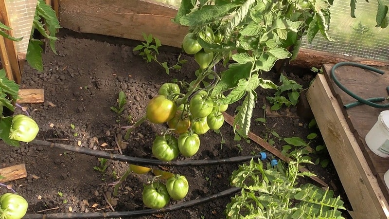 Salad variety with fleshy pulp - Raspberry Dawn tomato