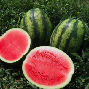 Late watermelon Chill: why farmers love it and how to grow it correctly