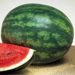 Late watermelon Chill: why farmers love it and how to grow it correctly