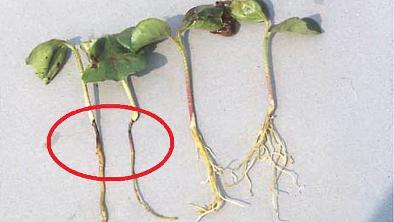 How to calculate the time when to plant pumpkin seedlings?