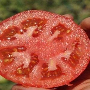 An early ripe hybrid for the southern regions of the country - tomato Polonaise f1 and the secrets of increasing its yield