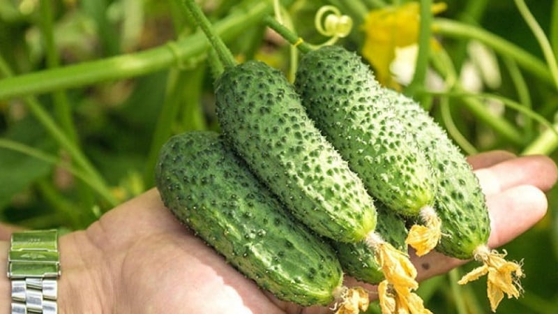 A new, but promising variety of Shosha cucumbers that has managed to win the hearts of many gardeners