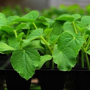 A new, but promising variety of Shosha cucumbers that has managed to win the hearts of many gardeners