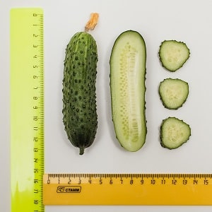 A new, but promising variety of Shosha cucumbers that has managed to win the hearts of many gardeners