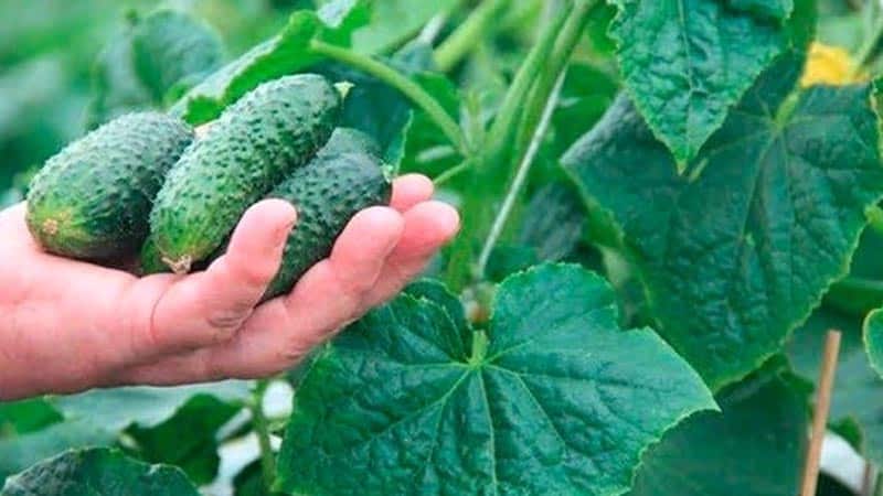 A new, but promising variety of Shosha cucumbers that has managed to win the hearts of many gardeners
