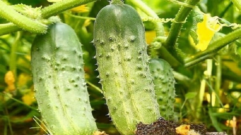A new, but promising variety of Shosha cucumbers that has managed to win the hearts of many gardeners