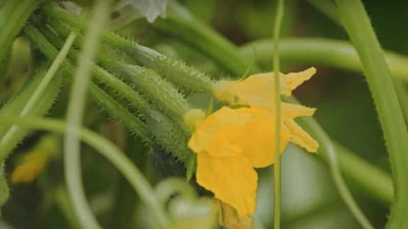 A new, but promising variety of Shosha cucumbers that has managed to win the hearts of many gardeners