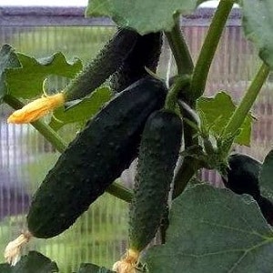 A new, but promising variety of Shosha cucumbers that has managed to win the hearts of many gardeners