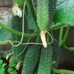 A new, but promising variety of Shosha cucumbers that has managed to win the hearts of many gardeners