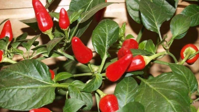 What is good about the Ogonyok pepper variety and how to grow it correctly at home
