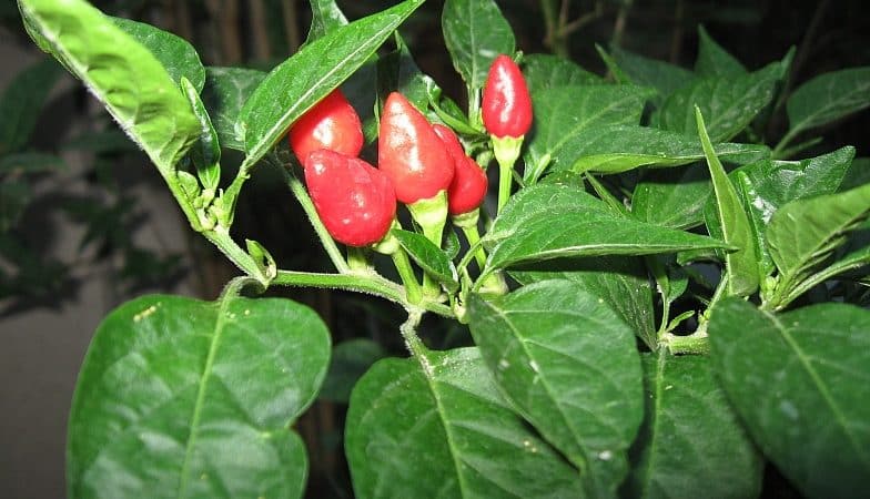 What is good about the Ogonyok pepper variety and how to grow it correctly at home