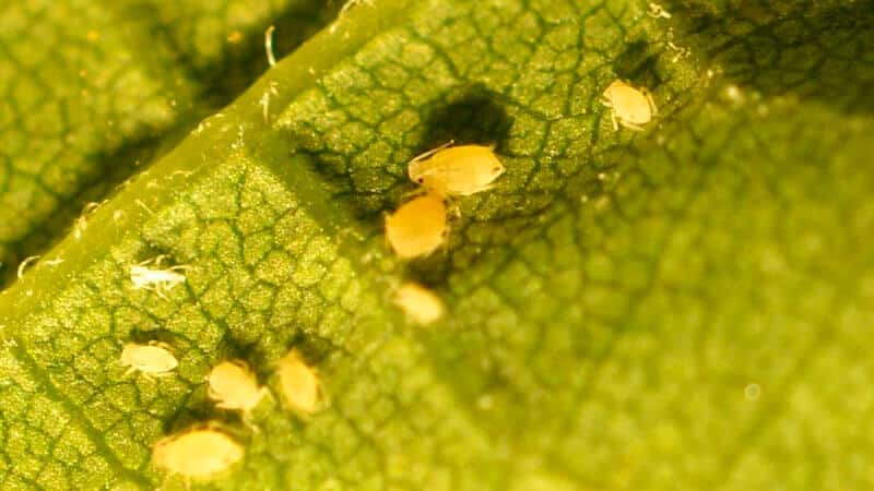 What is the best way to treat dill against aphids?