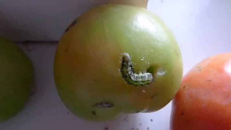 We fight pests easily and effectively: how to treat wormy tomatoes to save your harvest