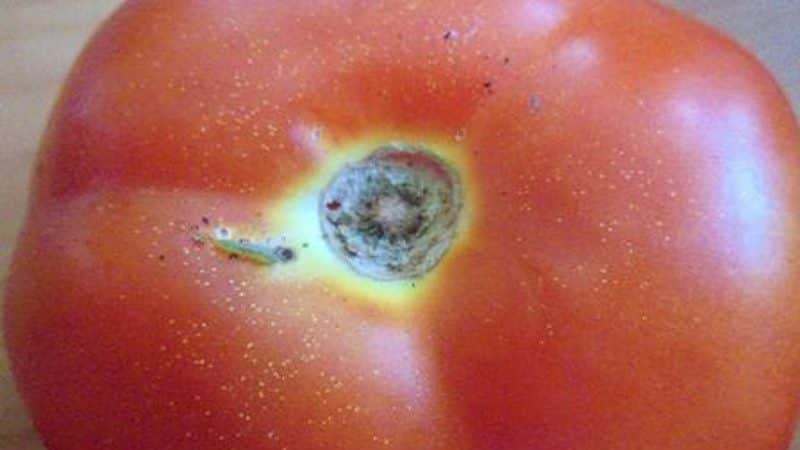 We fight pests easily and effectively: how to treat wormy tomatoes to save your harvest