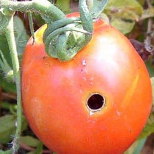 We fight pests easily and effectively: how to treat wormy tomatoes to save your harvest
