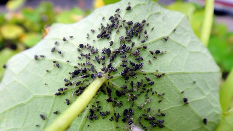 Why black aphids are dangerous on cucumbers and how to combat the pest as effectively as possible