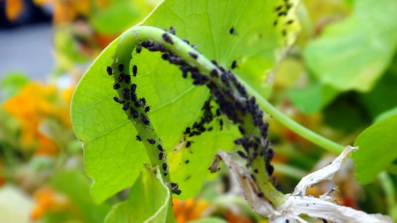Why black aphids are dangerous on cucumbers and how to combat the pest as effectively as possible