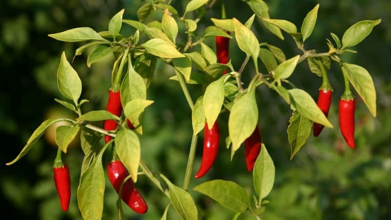 The health benefits of cayenne pepper and how to grow it correctly